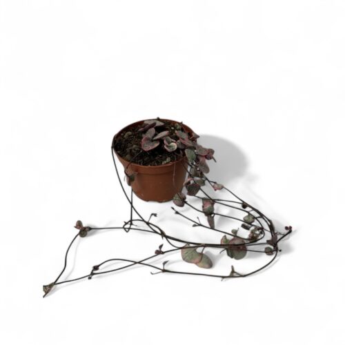 Ceropegia woodii variegata Ø 10,5
