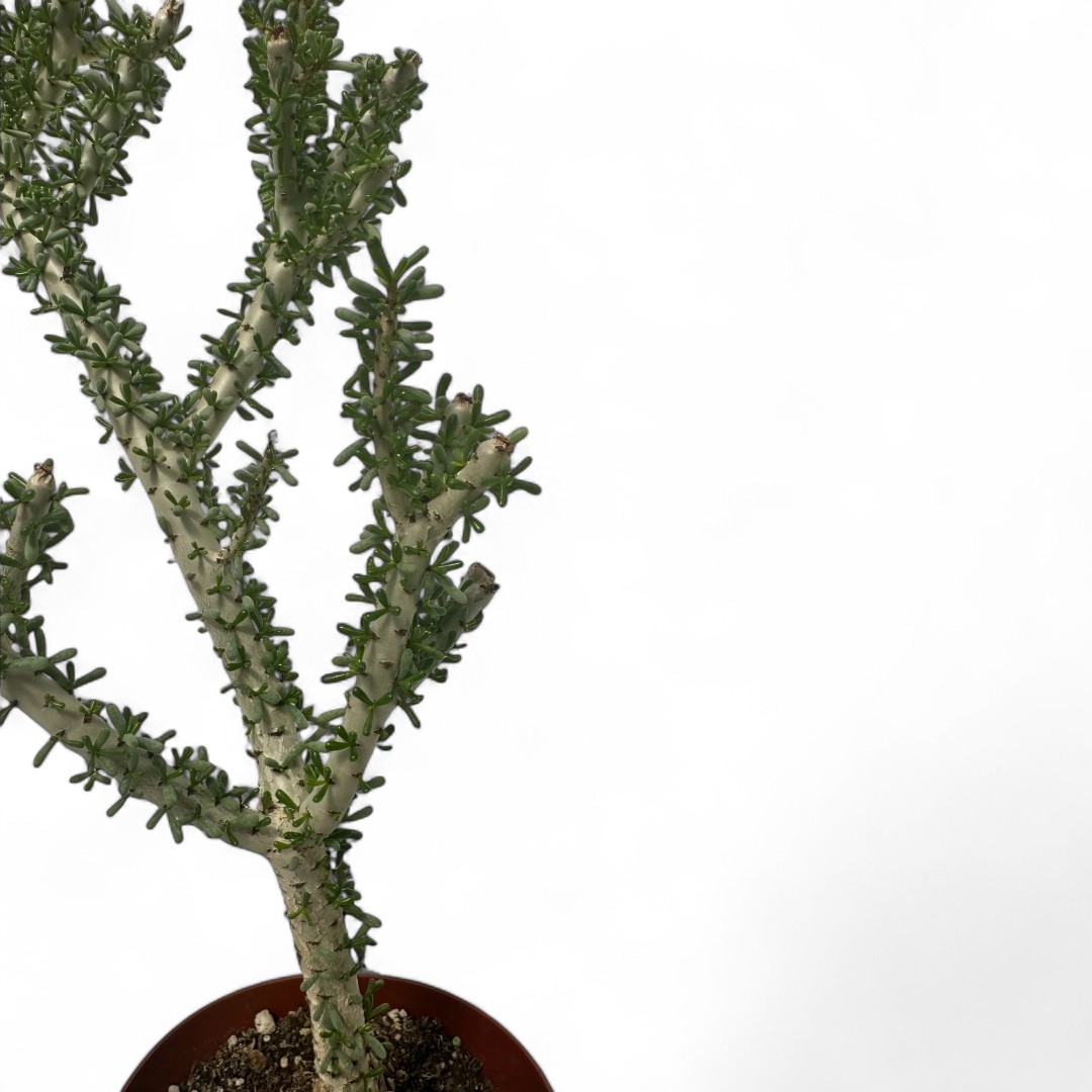 Portulacaria namaquensis Ø 14