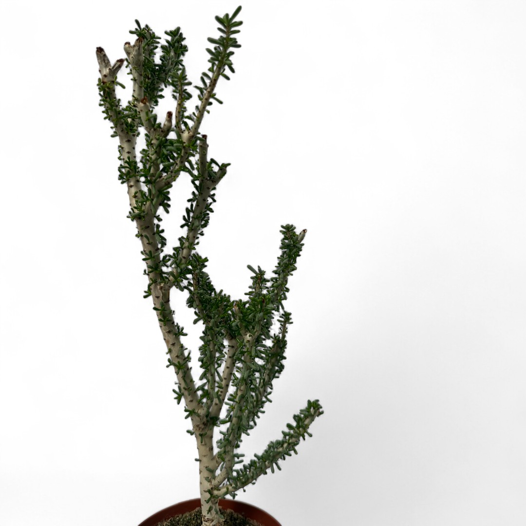 Portulacaria namaquensis Ø 14