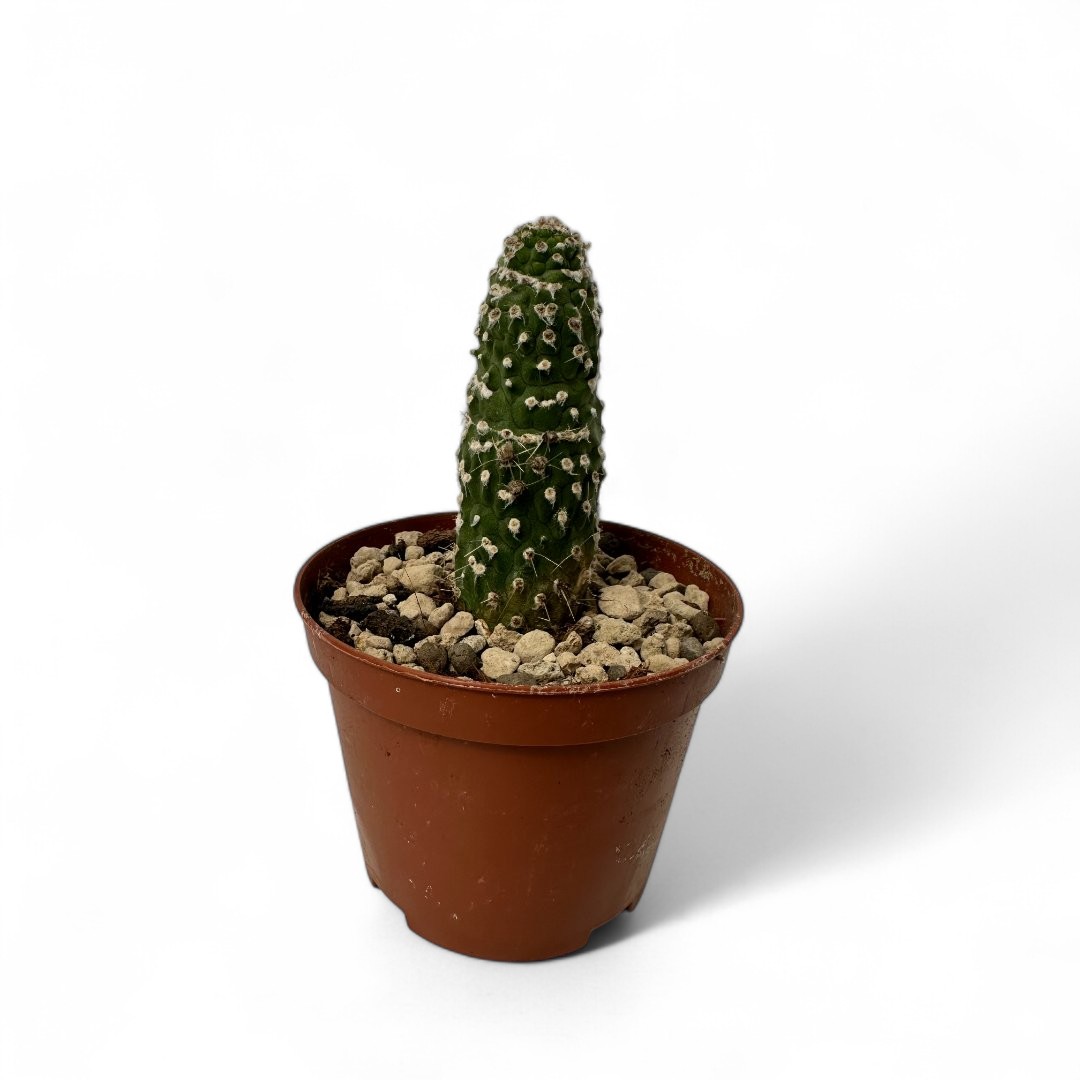 Trichocereus spachianus mostruoso Ø 10,5