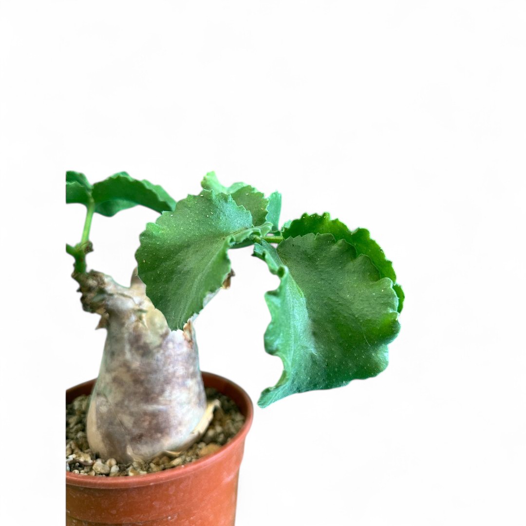 Cyphostemma uter Ø 17 cm