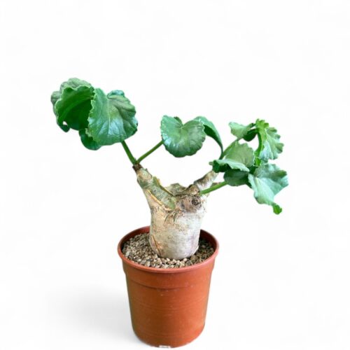 Cyphostemma uter Ø 17 cm