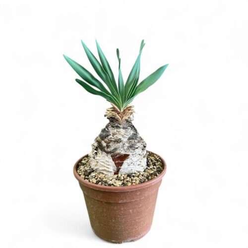 Boophone disticha Ø 16 cm