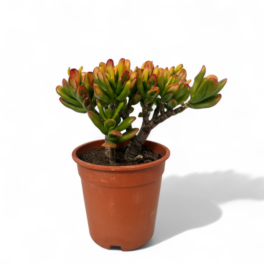Crassula hobbit tricolor Ø 17
