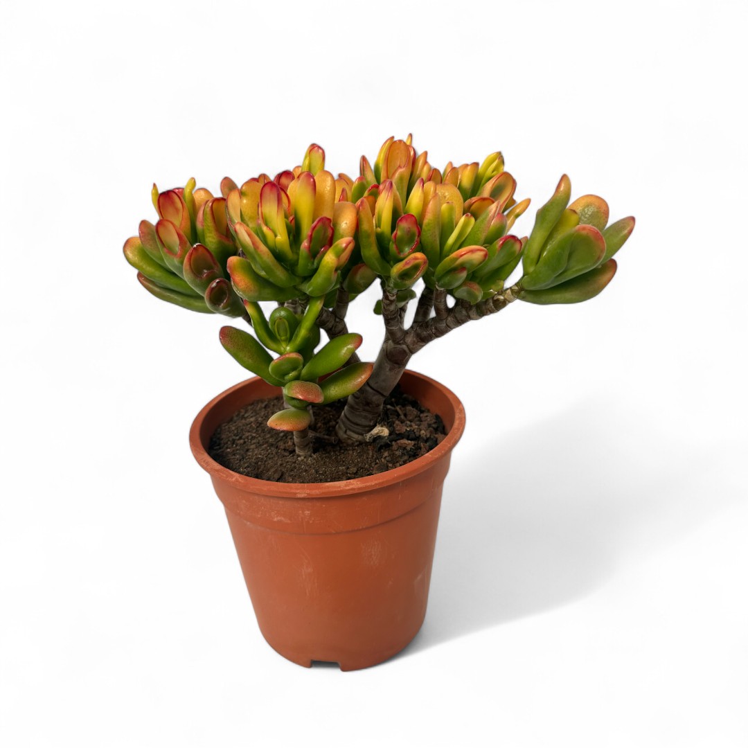 Crassula hobbit tricolor Ø 17