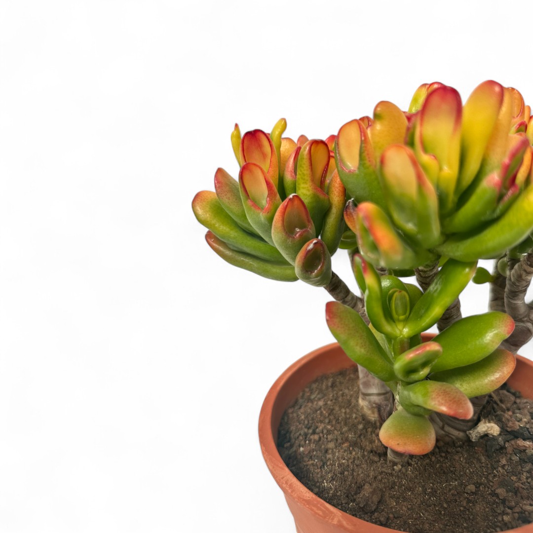 Crassula hobbit tricolor Ø 17