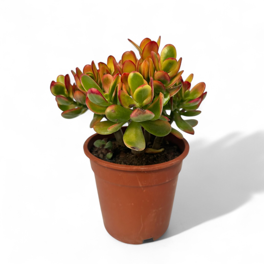 Crassula ovata tricolor Ø 17
