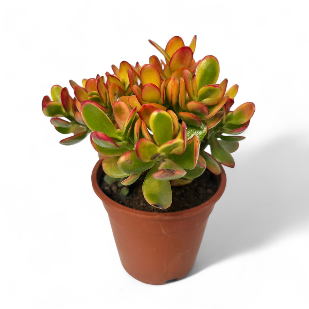 Crassula ovata tricolor Ø 17