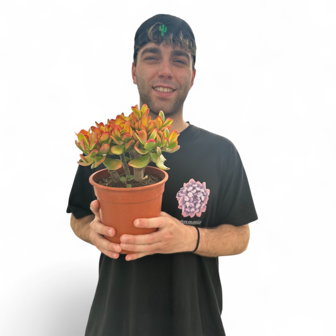 Crassula ovata tricolor Ø 17