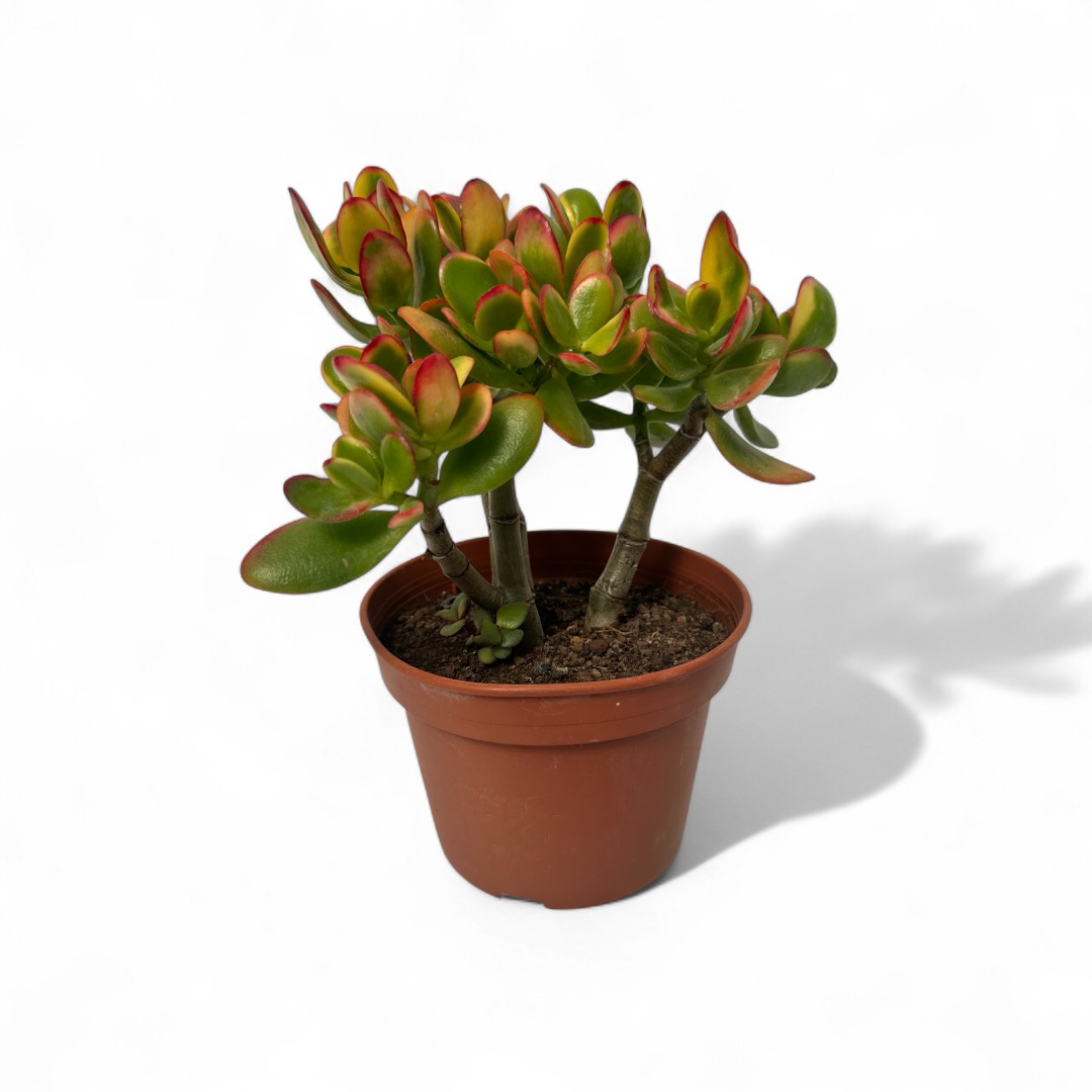 Crassula ovata tricolor Ø 15