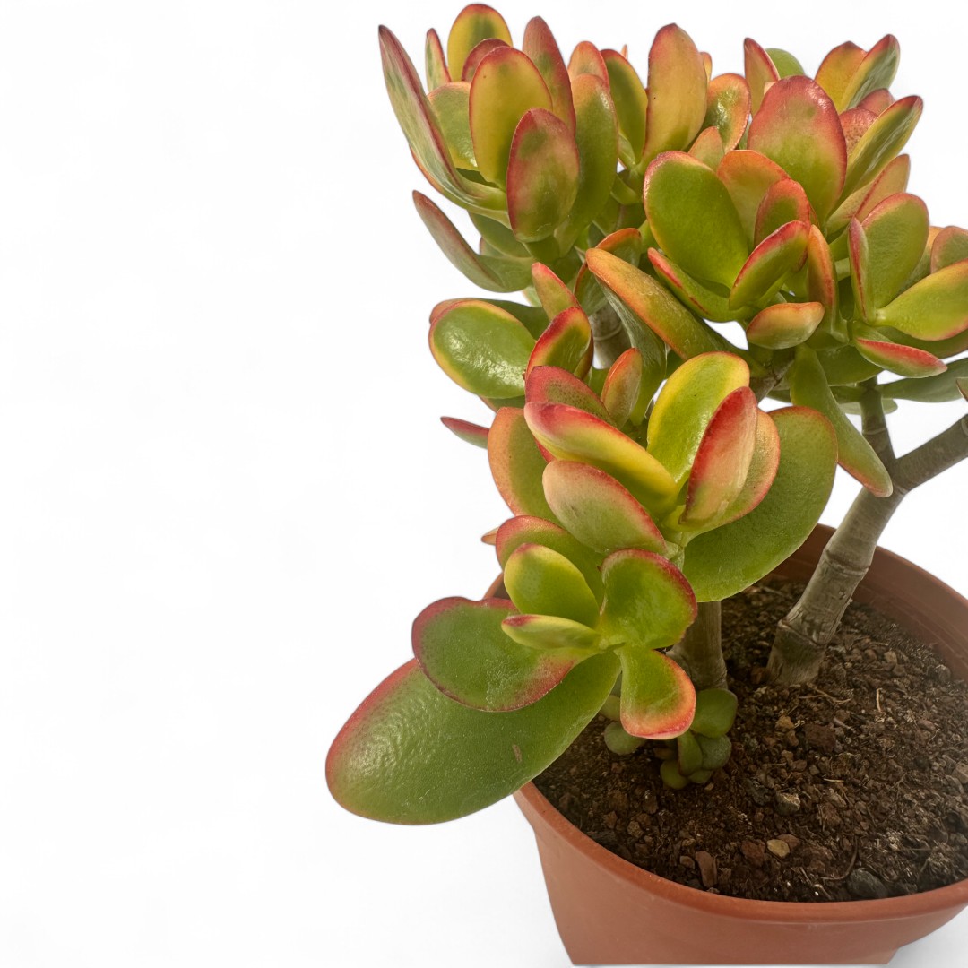 Crassula ovata tricolor Ø 15