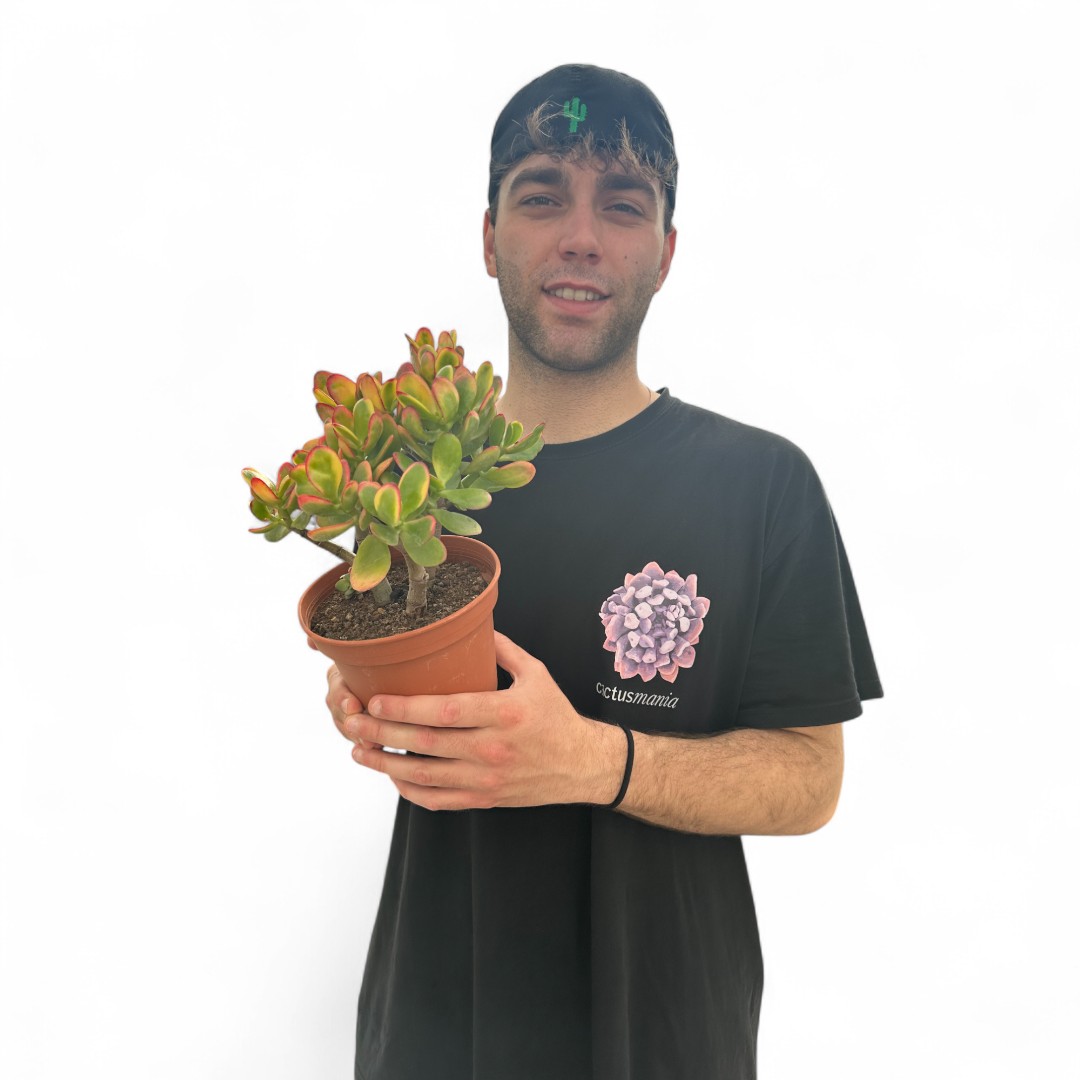 Crassula ovata tricolor Ø 15