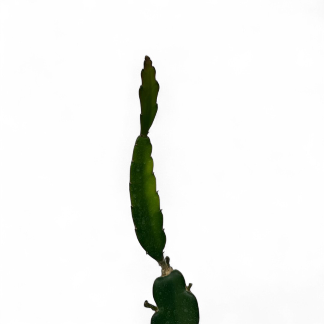 Hylocereus undatus (Selenicereus undatus) Ø 15 cm