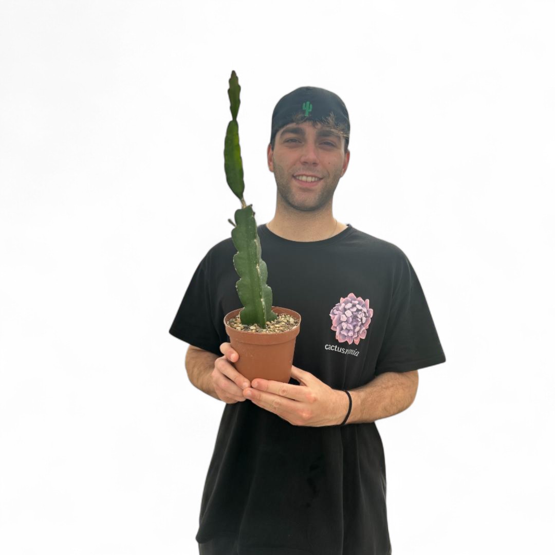 Hylocereus undatus (Selenicereus undatus) Ø 15 cm