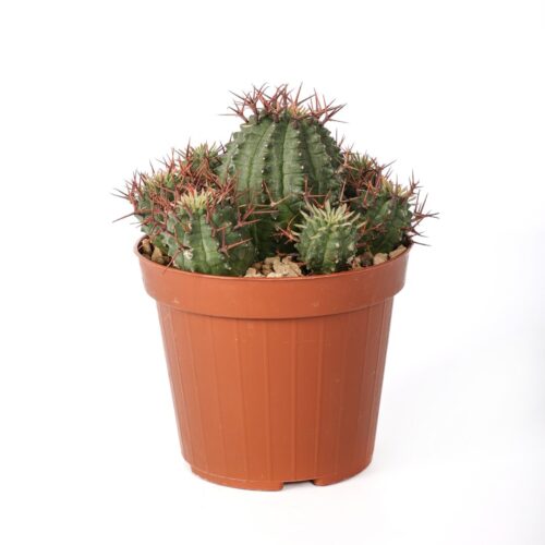 Euphorbia stellispina Ø 12