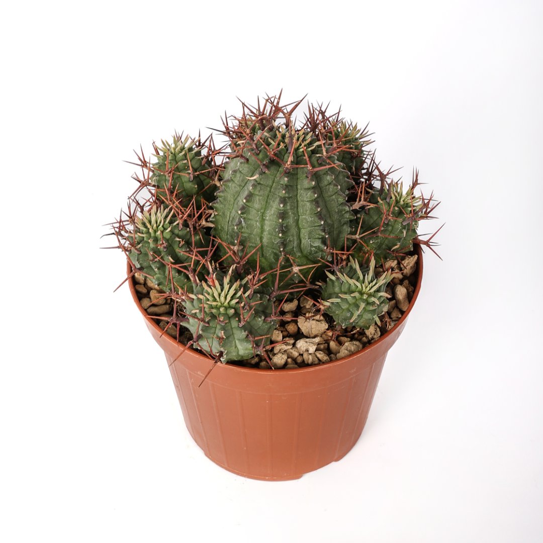 Euphorbia stellispina Ø 12 - immagine 2