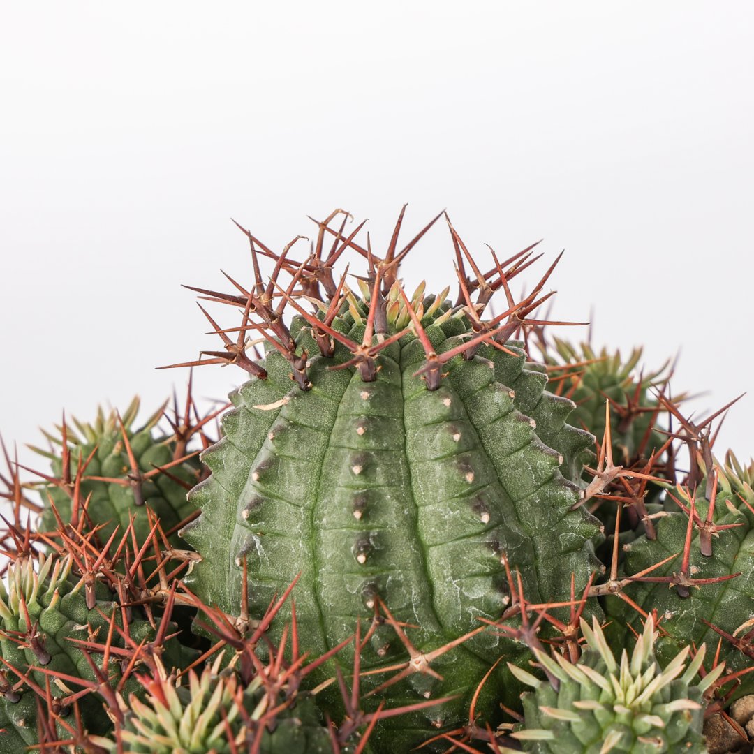 Euphorbia stellispina Ø 12 - immagine 3