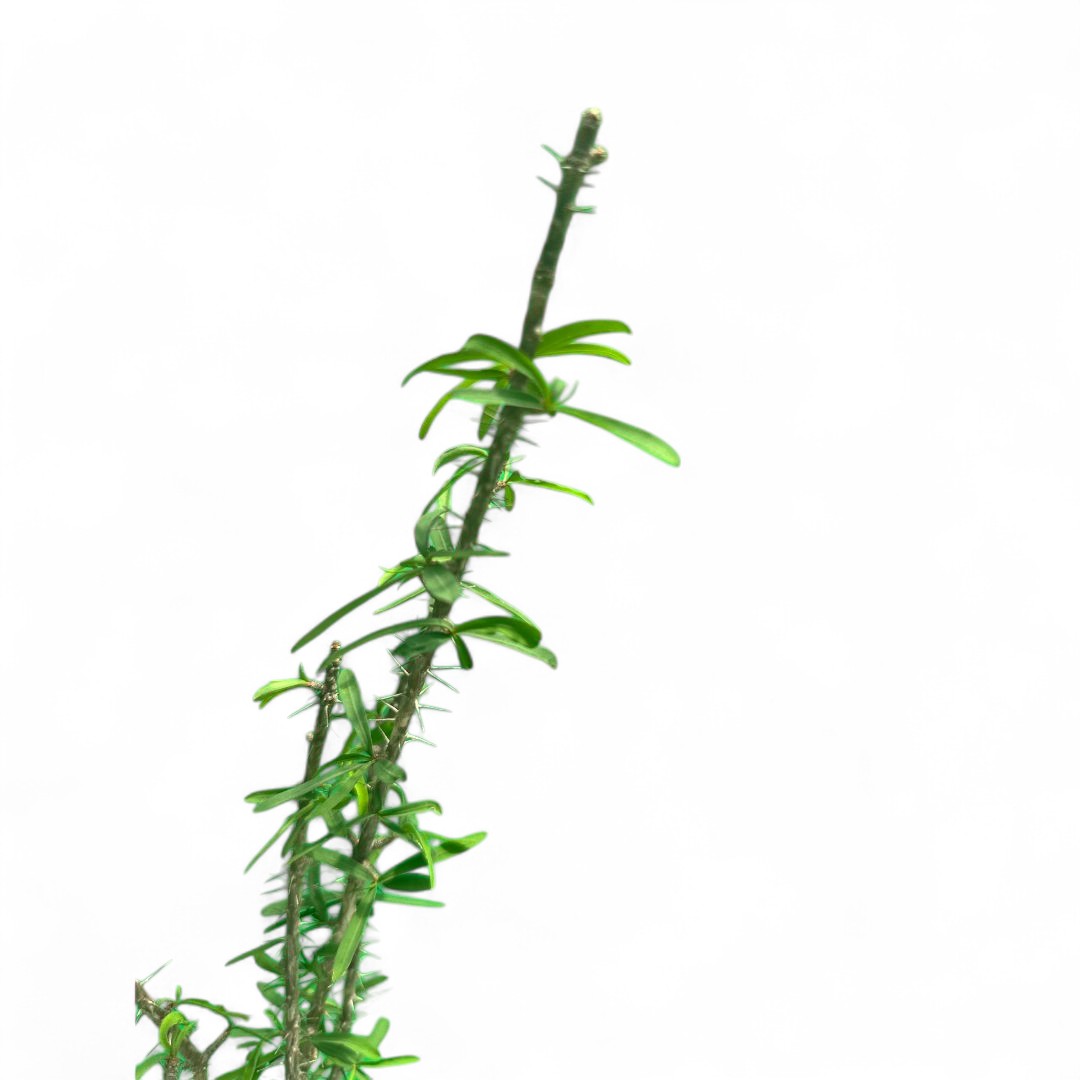 Euphorbia pedilanthoides Ø 13 cm