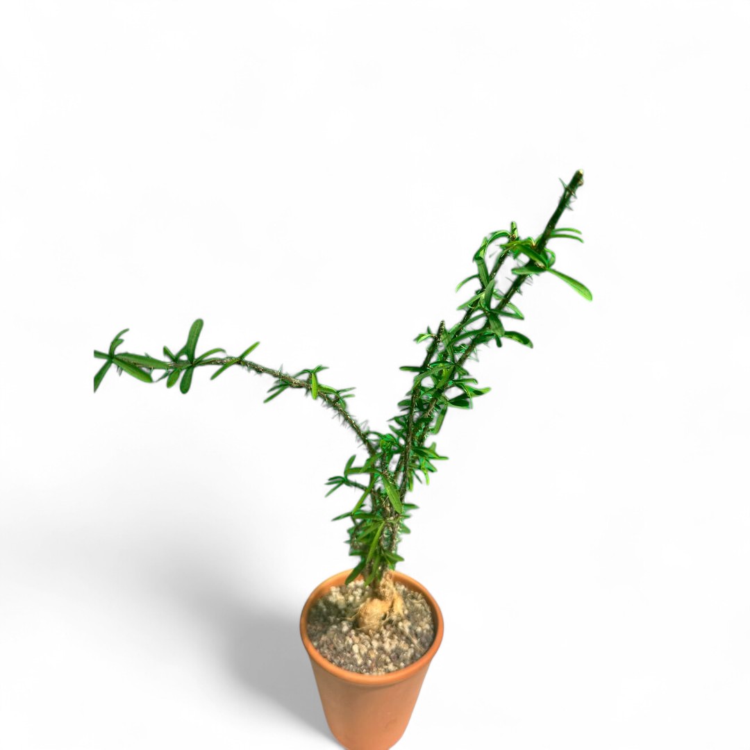 Euphorbia pedilanthoides Ø 13 cm