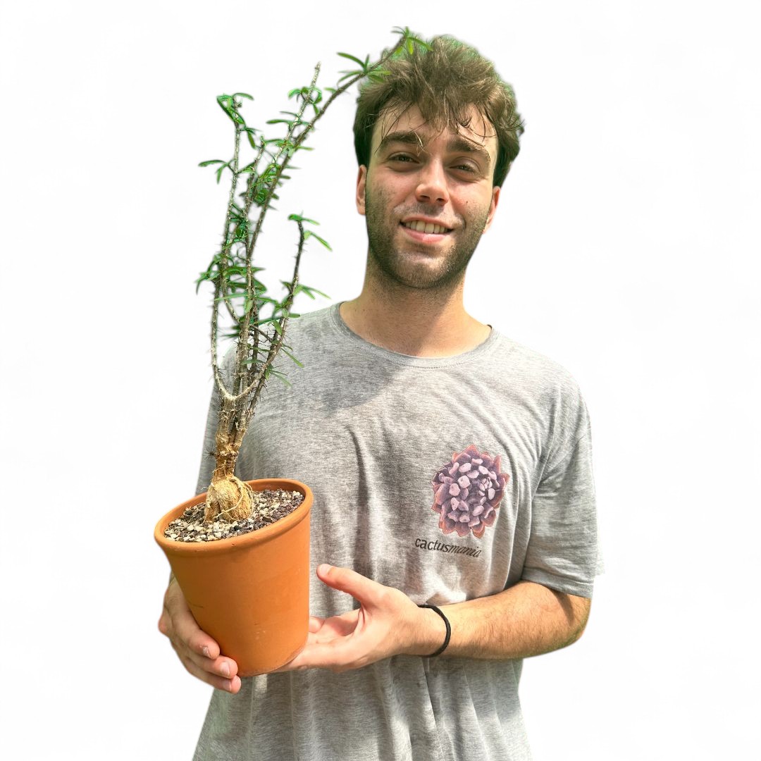 Euphorbia pedilanthoides Ø 13 cm