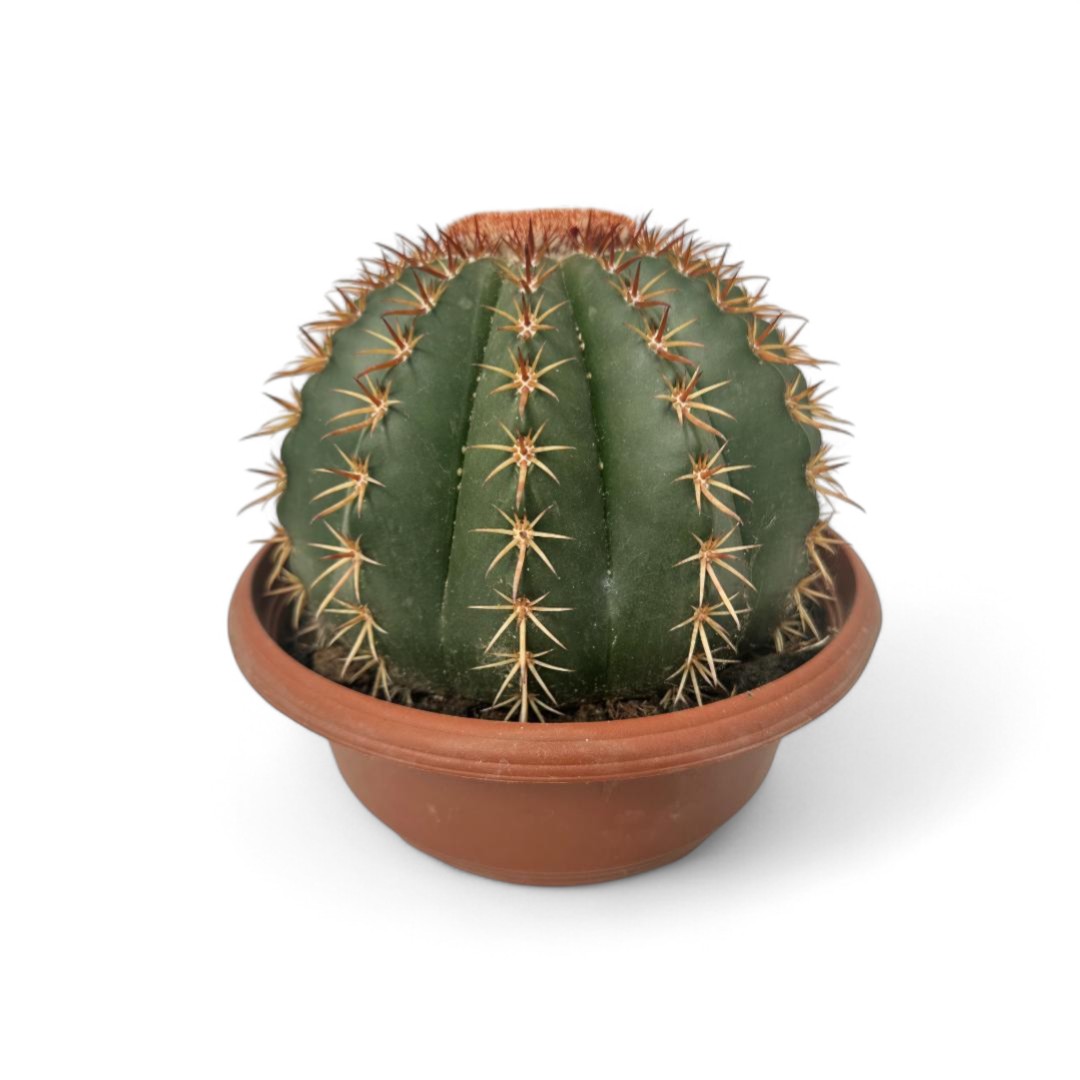 Melocactus curvispinus Ø 23 cm