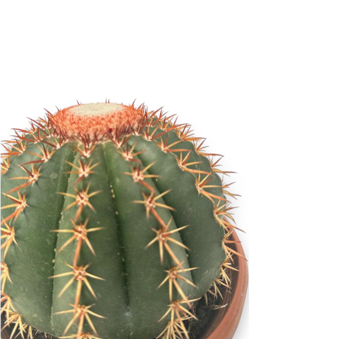 Melocactus curvispinus Ø 23 cm