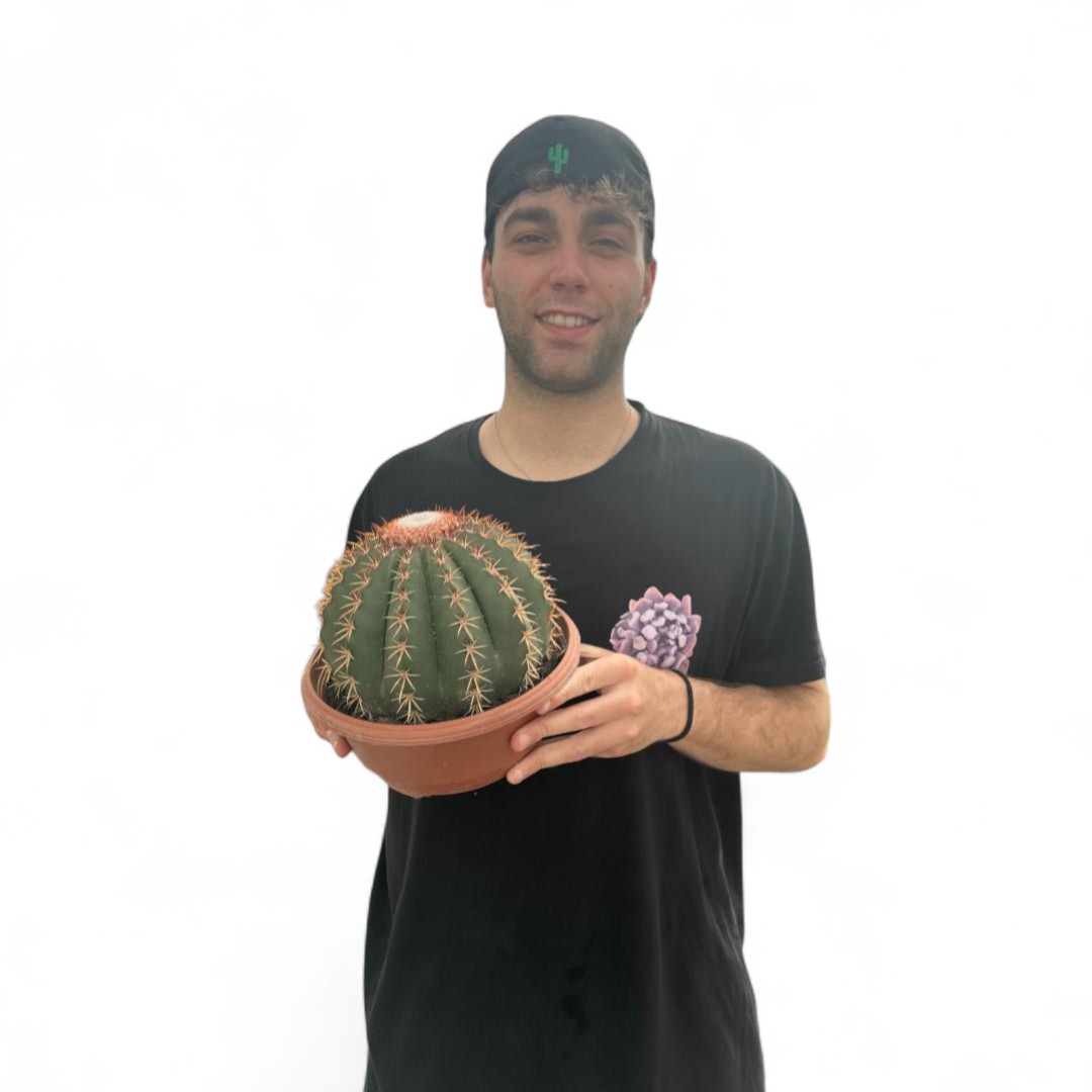 Melocactus curvispinus Ø 23 cm