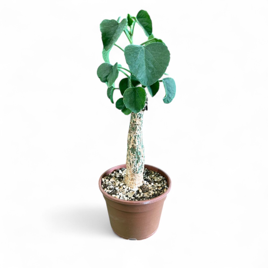 Adenia keramanthus Ø 16 cm