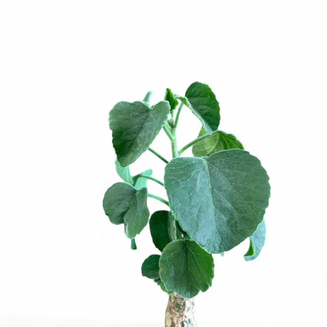 Adenia keramanthus Ø 16 cm