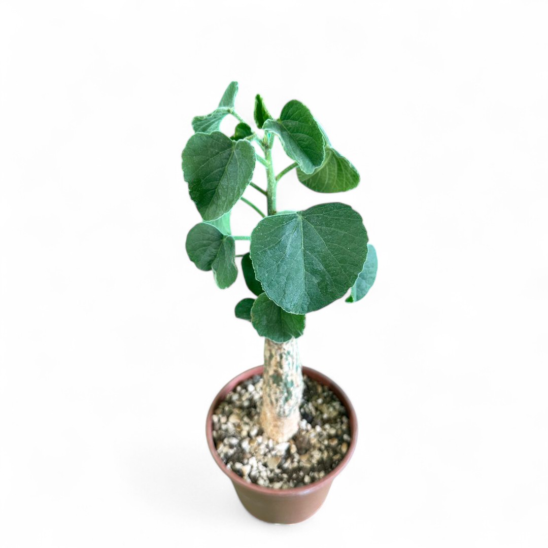 Adenia keramanthus Ø 16 cm