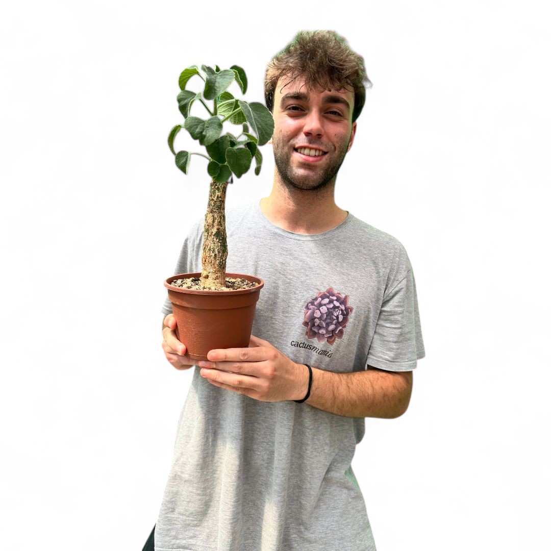 Adenia keramanthus Ø 16 cm