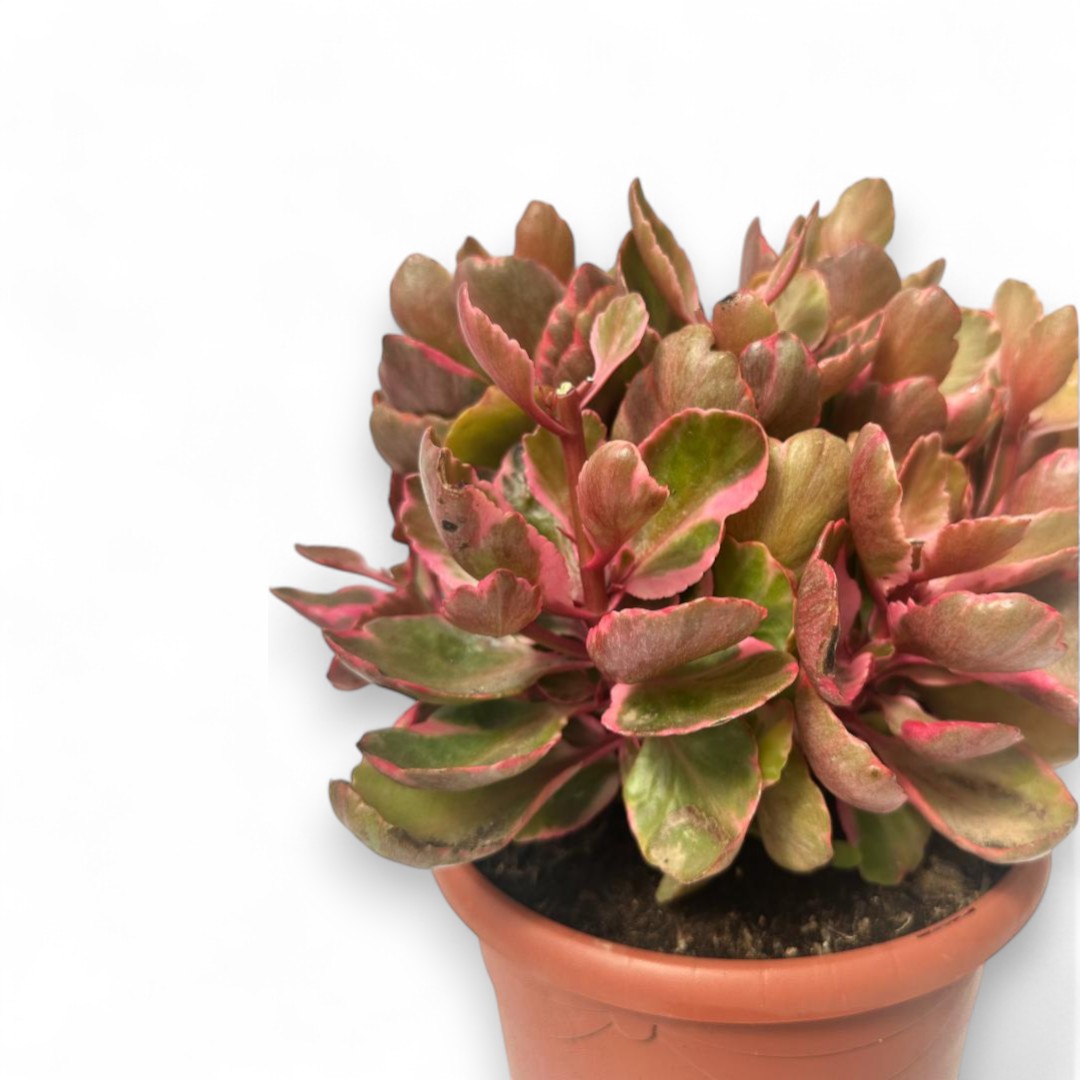 Kalanchoe variegata Ø 25 cm