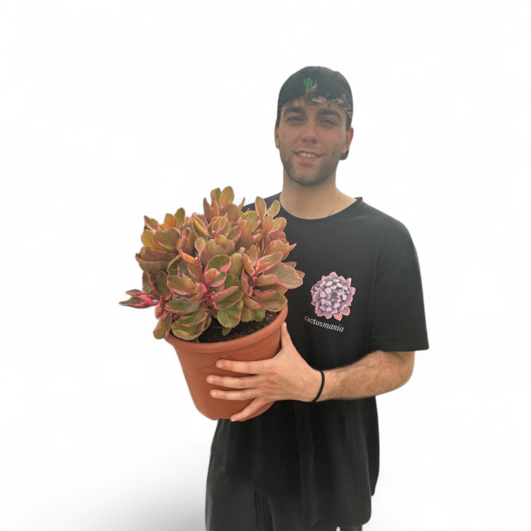 Kalanchoe variegata Ø 25 cm