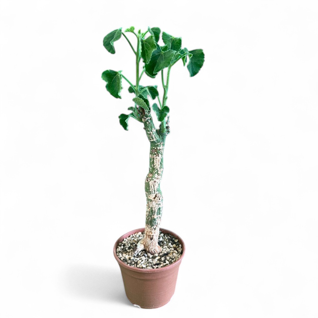 Adenia keramanthus Ø 20 cm