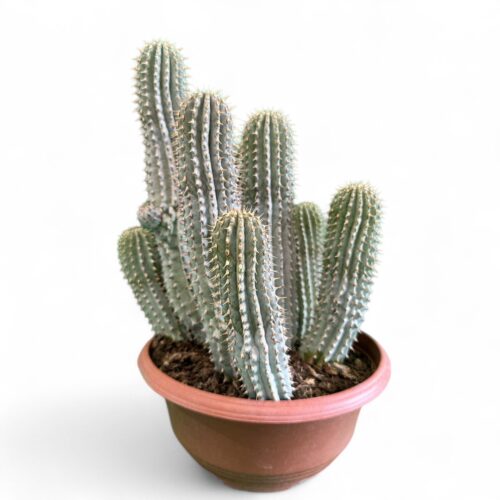 Hoodia gordonii Ø 25 cm