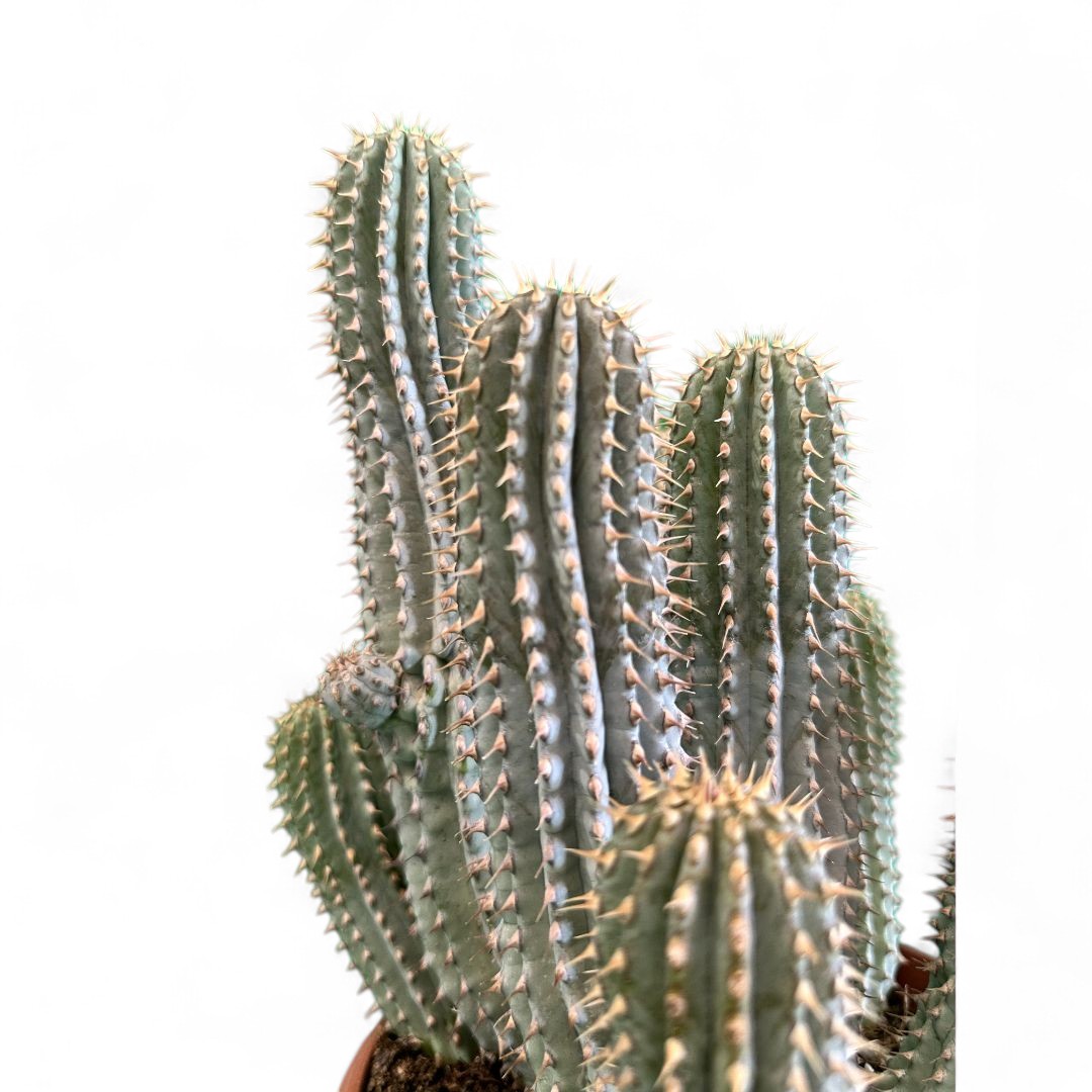 Hoodia gordonii Ø 25 cm