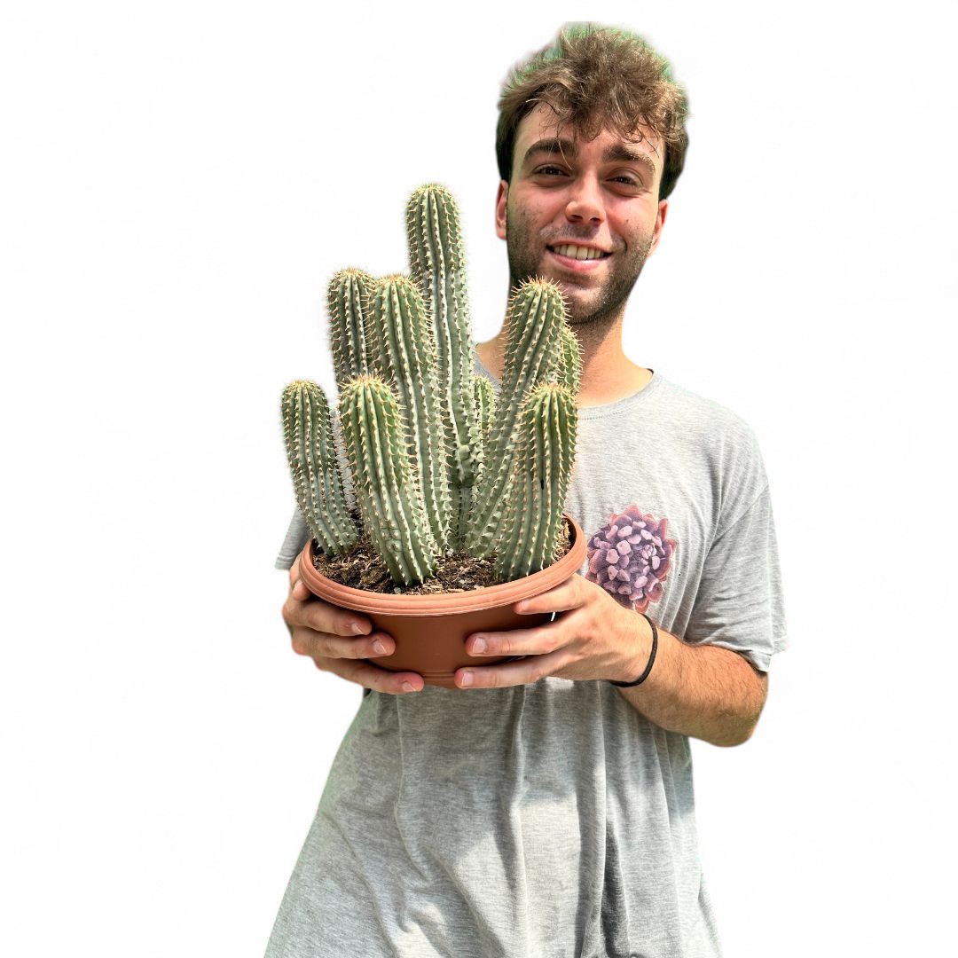 Hoodia gordonii Ø 25 cm