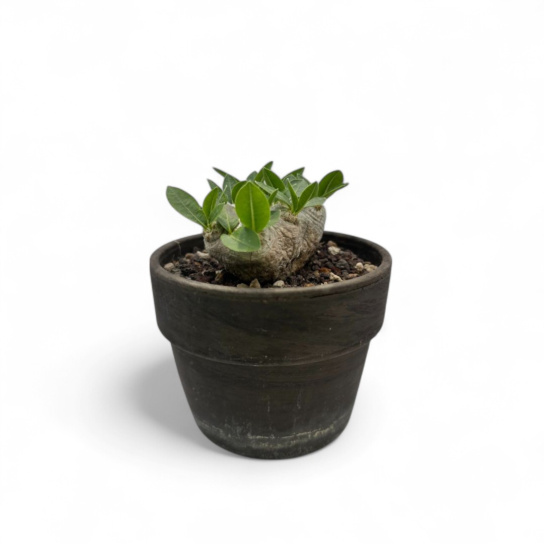 Pachypodium brevicaule Ø 12 cm