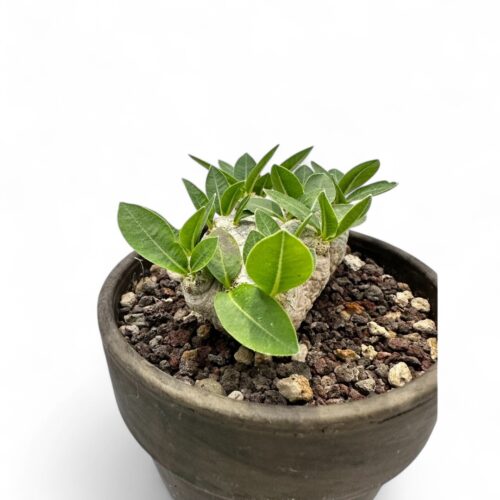 Pachypodium brevicaule Ø 12 cm