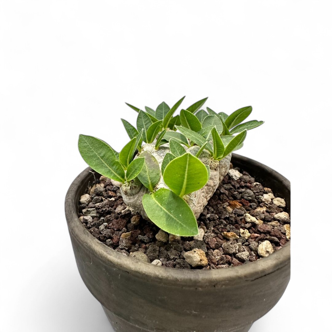 Pachypodium brevicaule Ø 12 cm