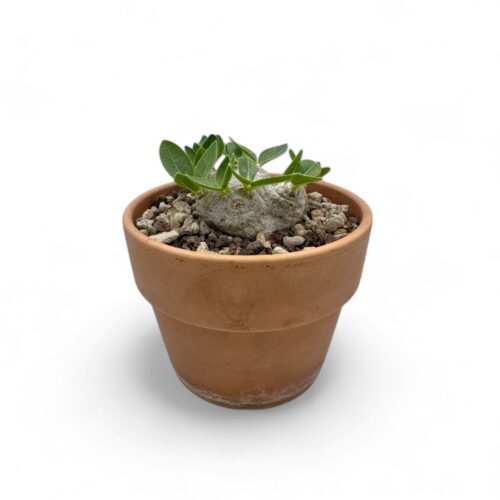 Pachypodium brevicaule Ø 12 cm