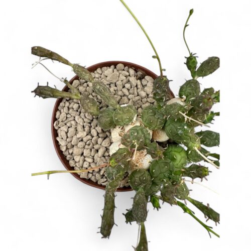 Euphorbia globosa Ø 12 cm