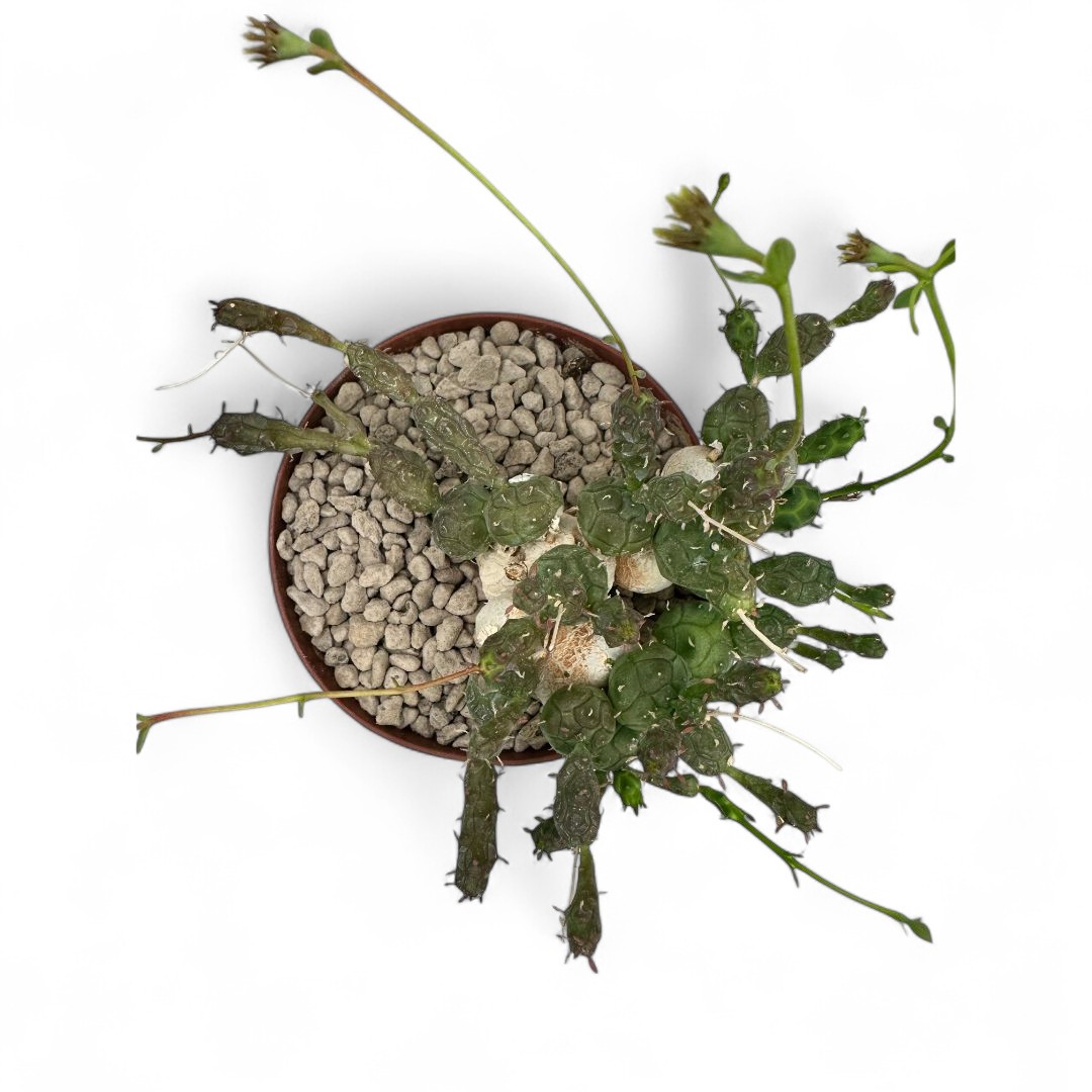 Euphorbia globosa Ø 12 cm