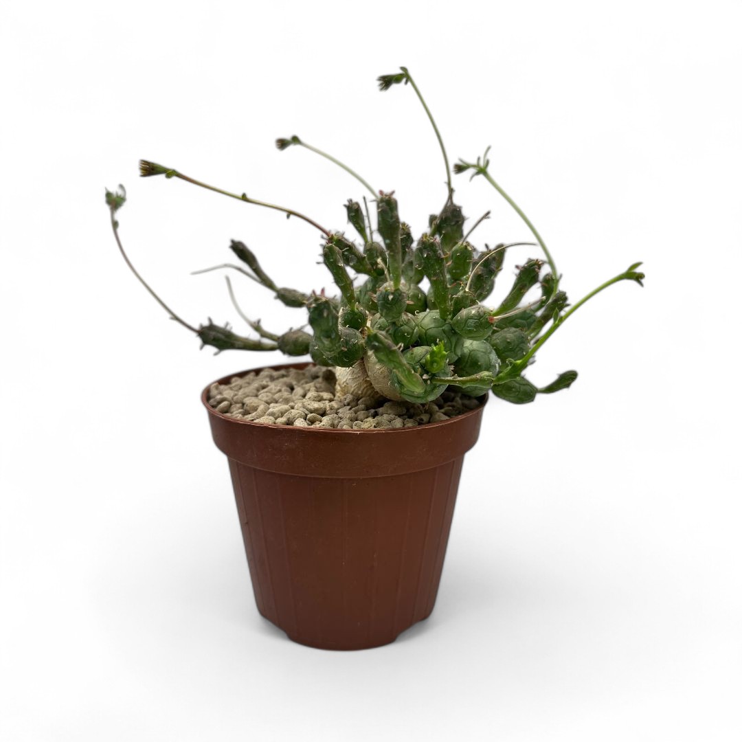 Euphorbia globosa Ø 12 cm