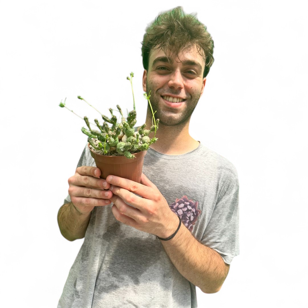 Euphorbia globosa Ø 12 cm