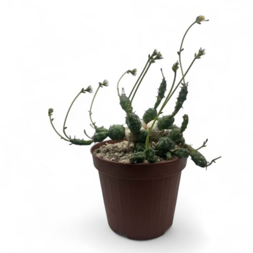 Euphorbia globosa Ø 12 cm