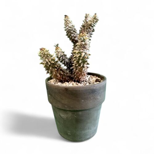 Tylecodon wallichii Ø 16 cm