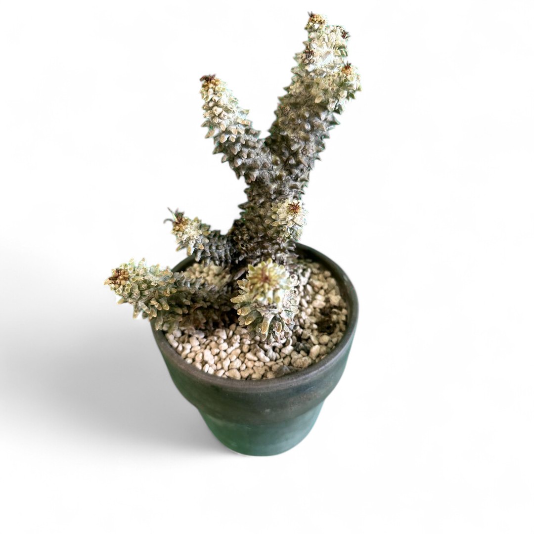 Tylecodon wallichii Ø 16 cm