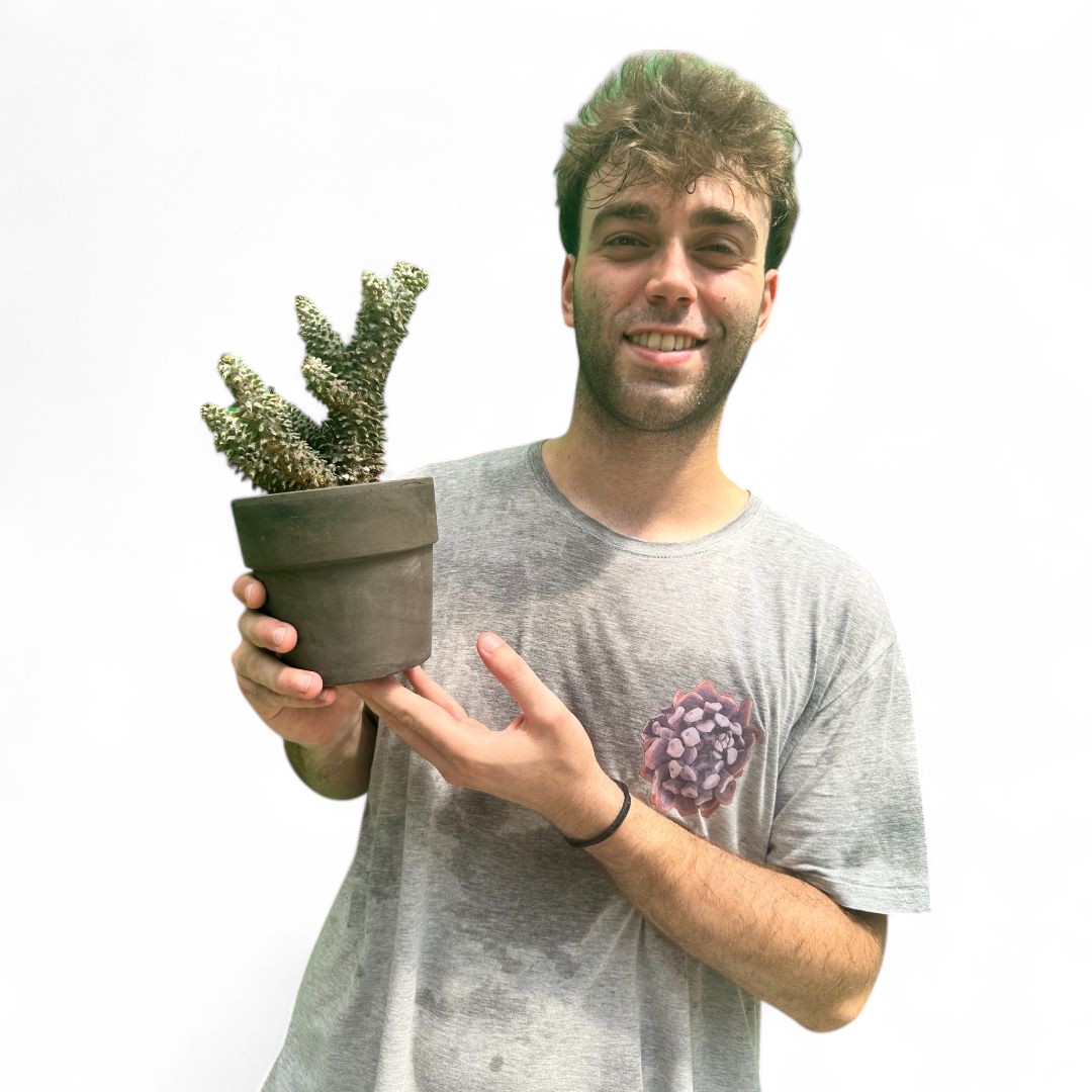Tylecodon wallichii Ø 16 cm
