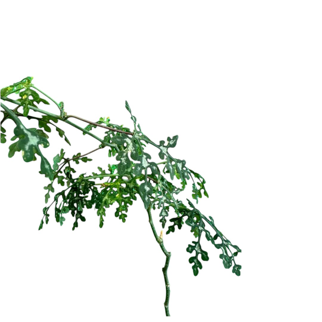 Adenia perrieri Ø 12 cm